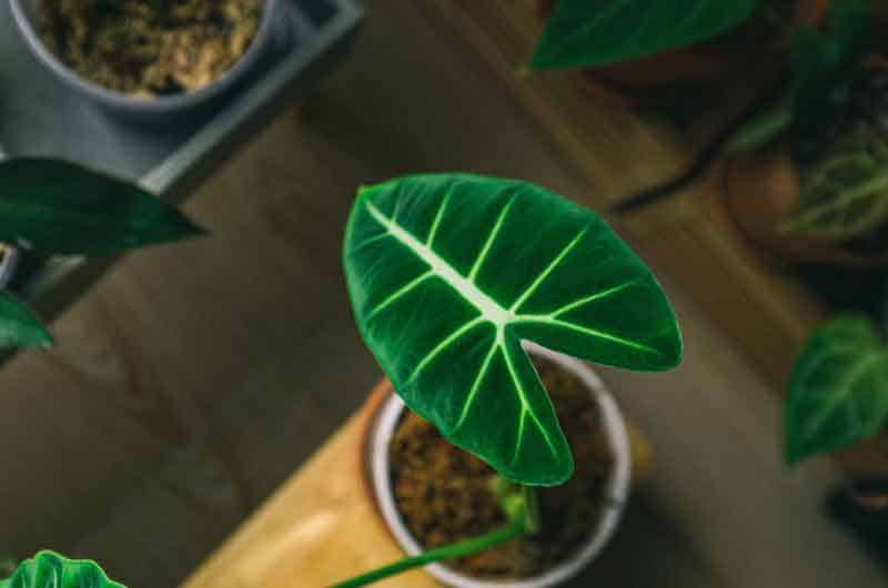 why-is-my-alocasia-frydek-turning-yellow