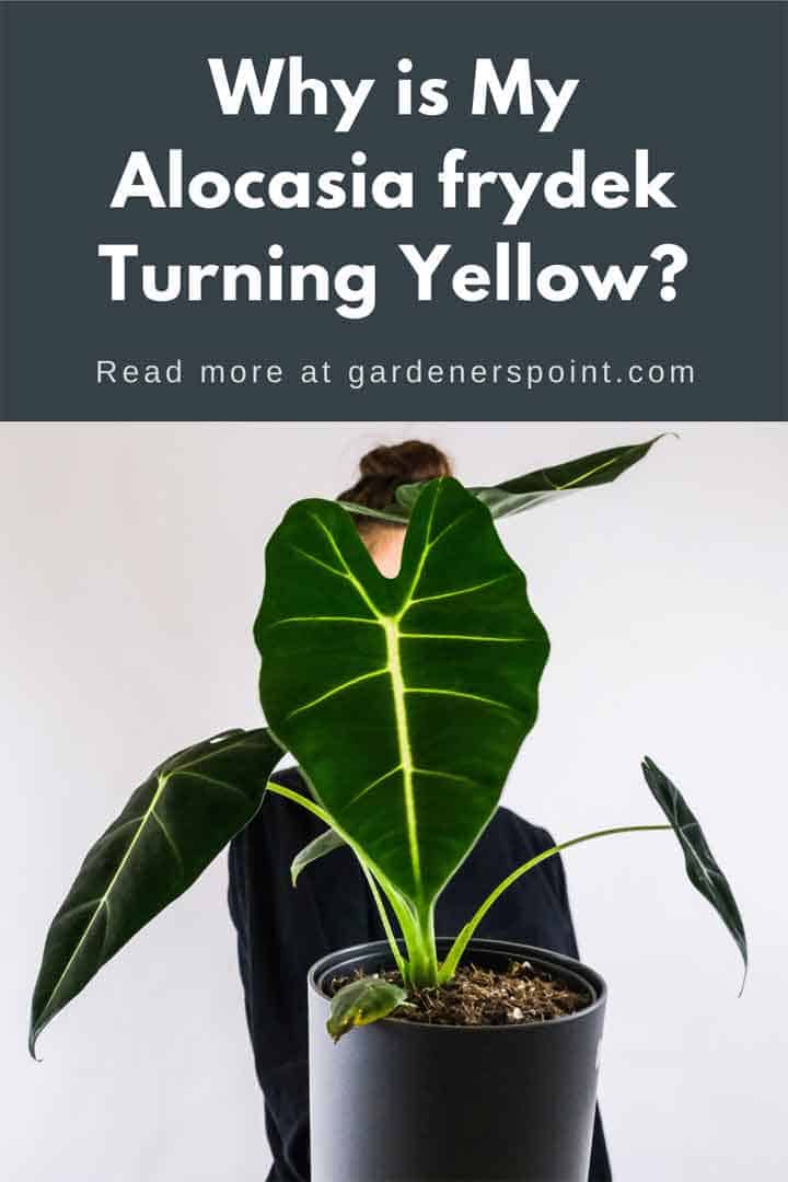 why-is-my-alocasia-frydek-turning-yellow