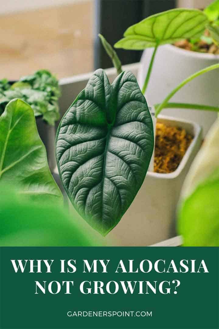 why-is-my-alocasia-not-growing