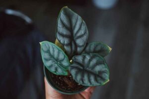 Why Is My Alocasia Not Growing? (Causes and their Solutions)