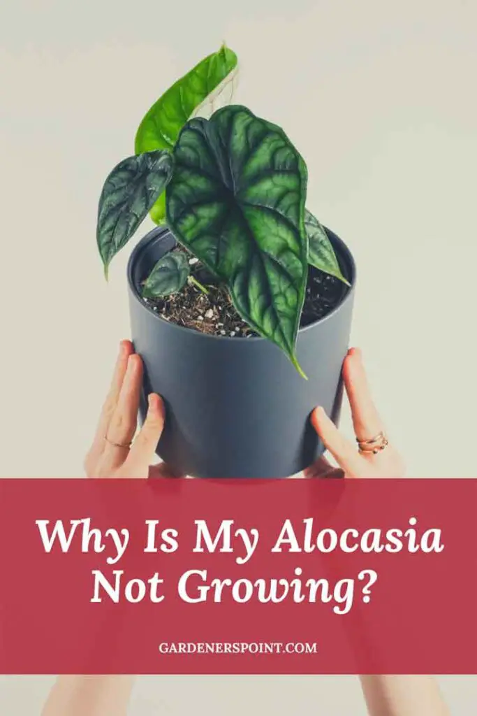 Why Is My Alocasia Not Growing? (Causes and their Solutions) – Gardener ...