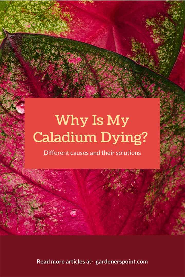 why-is-my-caladium-dying