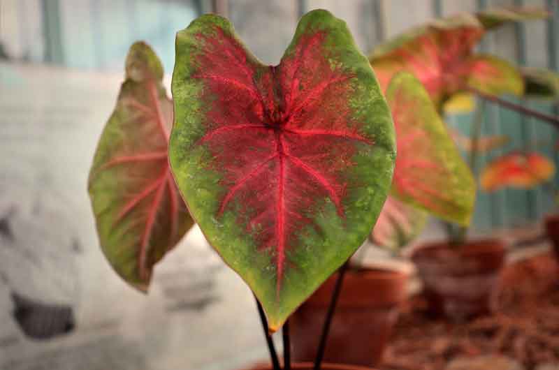 why-is-my-caladium-dying