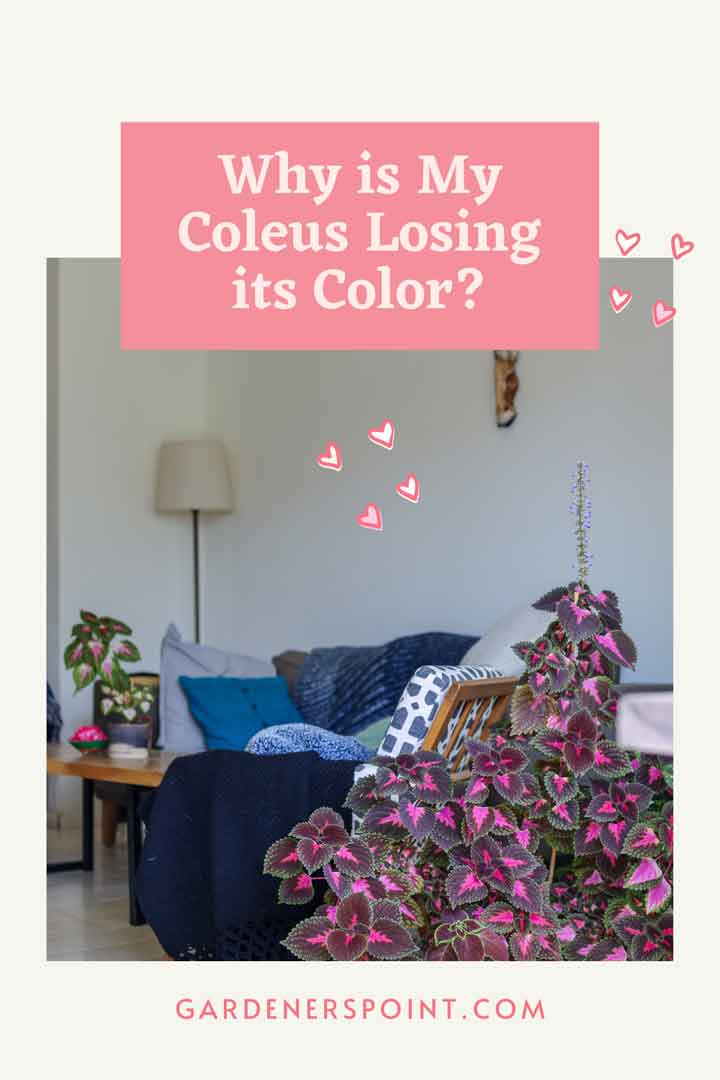 why-is-my-coleus-losing-its-color