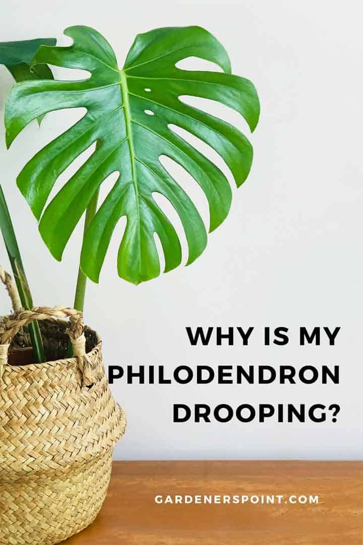 why-is-my-philodendron-drooping