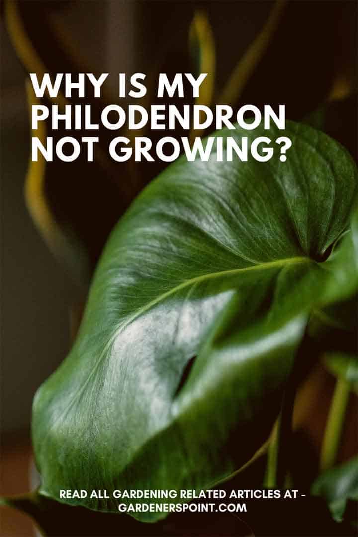 why-is-my-philodendron-not-growing