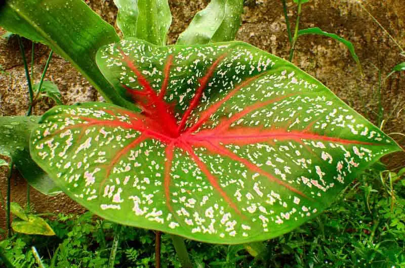 why-are-my-caladium-leaves-turning-yellow