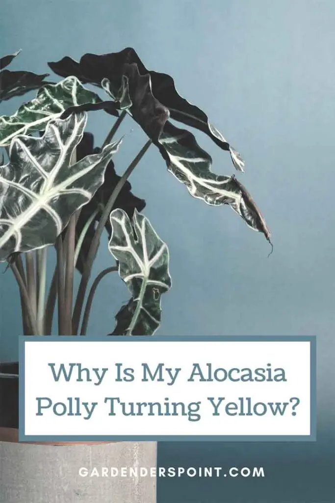 why-is-my-alocasia-polly-turning-yellow-