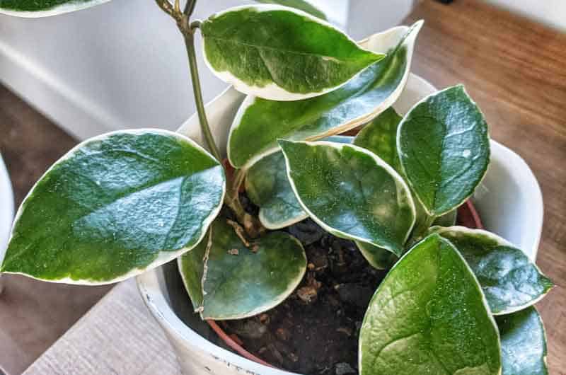why-is-my-hoya-plant-dying-how-to-save-a-dying-hoya-plant