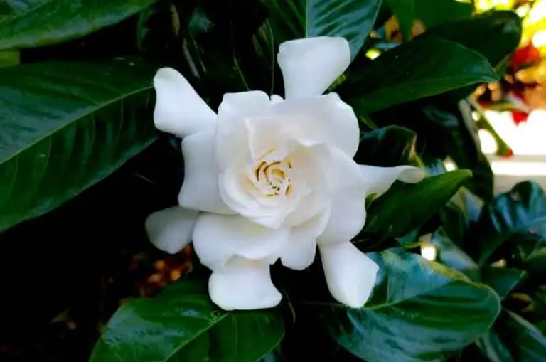 Why Is My Gardenia Not Flowering? (Causes and Solutions) Gardener's point