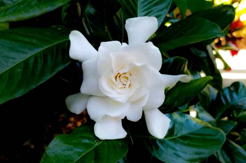 why-is-my-gardenia-not-flowering