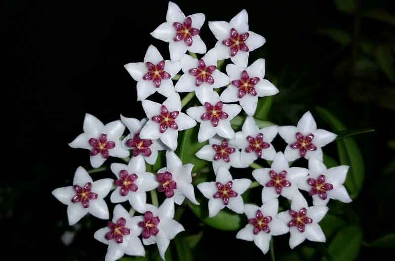 how-long-do-hoya-flowers-last