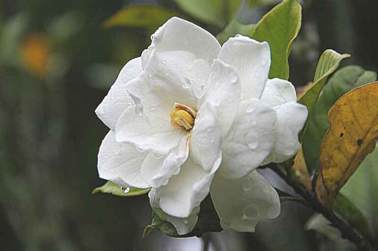 Why Is My Gardenia Wilting? (7 Causes and their Solutions) Gardener's