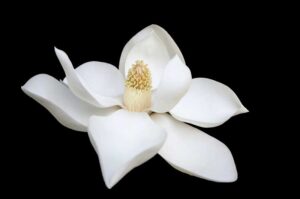 When Do Magnolias Bloom? (Blooming time & pattern explained)