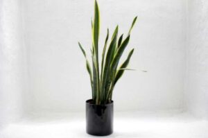Why Is My Snake Plant Not Growing? (Causes and Solutions)