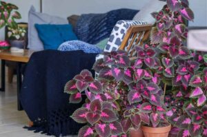 Why Is My Coleus Wilting? (10 Causes and their Solutions)