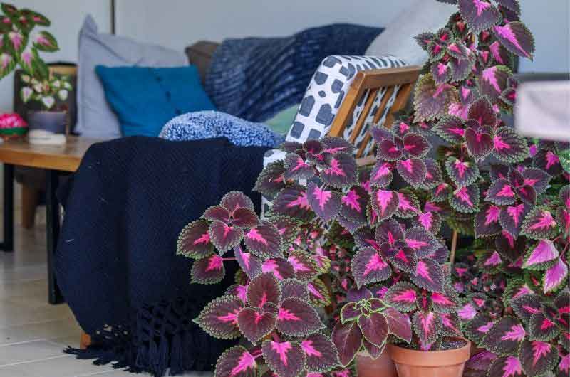 why-is-my-coleus-wilting