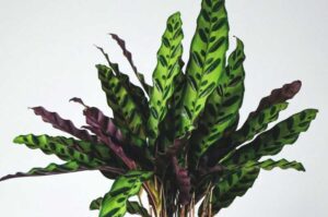 Why Are My Calathea Leaves Pointing Up? (Explained)