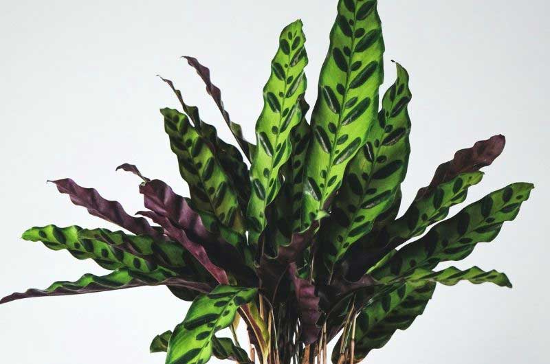 calathea-leaves-pointing-up