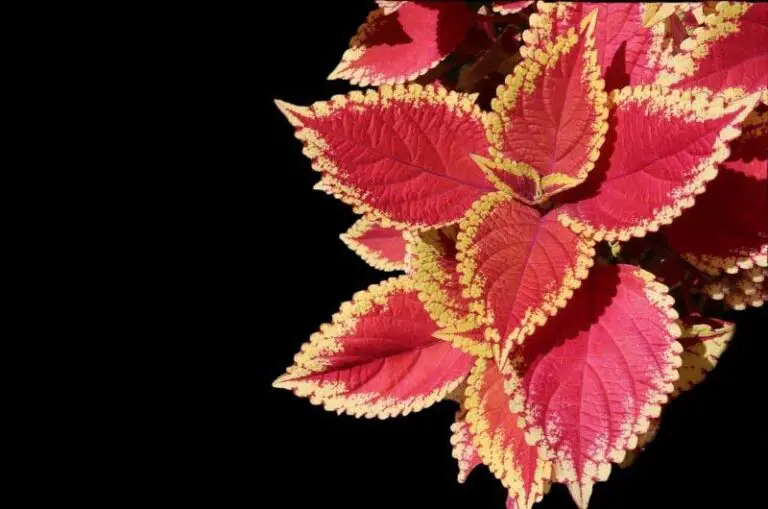 Why is My Coleus Losing its Color? (Solutions Explained) Gardener's point