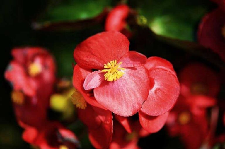 Do Begonias Come Back Every Year? (Answered) Gardener's point
