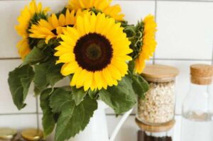 Do Dwarf Sunflowers Produce Seeds?