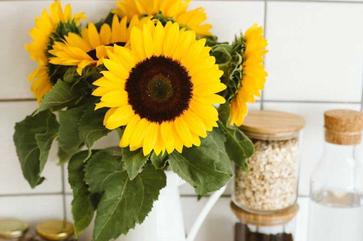 are dwarf sunflowers toxic to cats