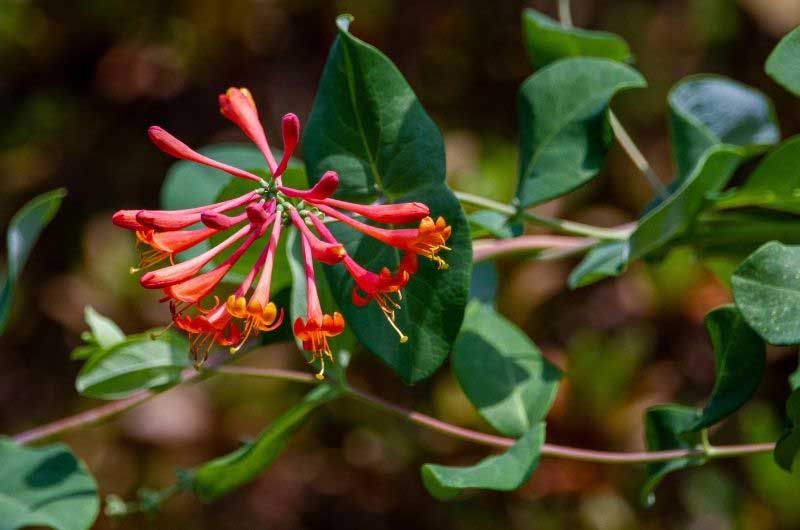 how-fast-does-honeysuckle-grow