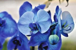 How long can Orchids live? (Answered)