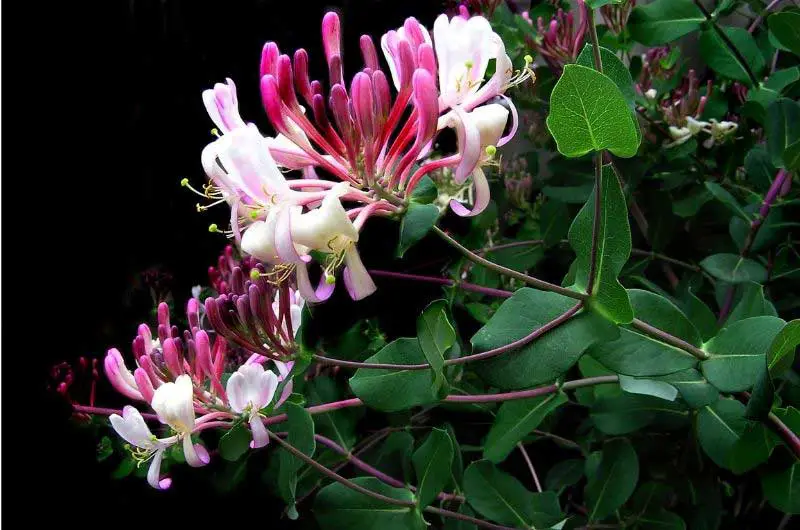 how-to-grow-honeysuckle-in-pot