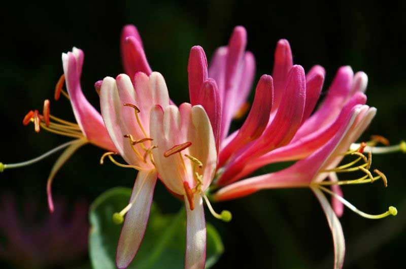 when-does-honeysuckle-bloom