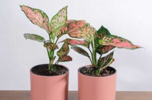 Why Is My Aglaonema (Chinese Evergreen) Drooping?
