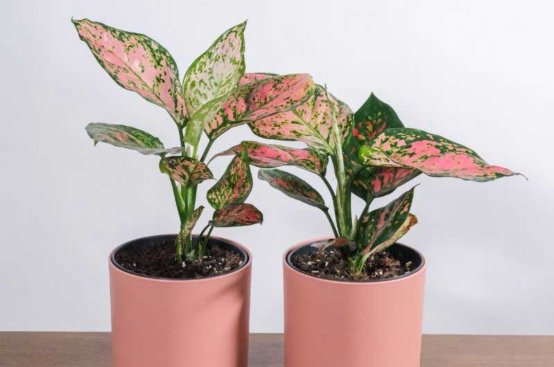 why-is-my-aglaonema-drooping
