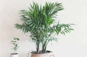 Why Is My Areca Palm Dying? (6 Causes And Their Solutions)
