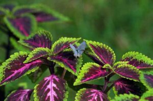 Why Is My Coleus Plant Dying? (9 Causes and Their Solutions)