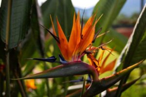 Bird Of Paradise Broken Stalk- 9 Causes And How To Fix Them?