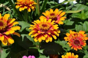 Do zinnias come back every year? (Answered)