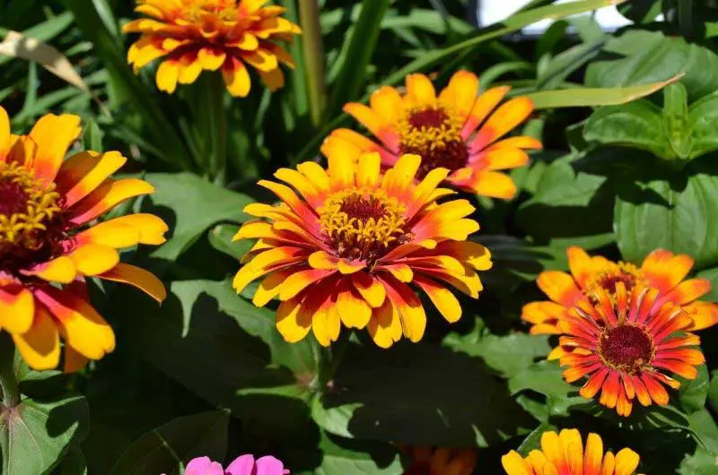 do-zinnias-come-back-every-year