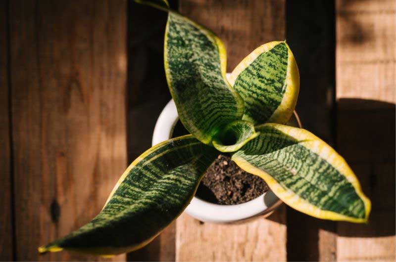 how-to-make-snake-plants-grow-tall