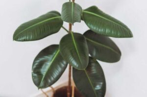 How To Propagate Rubber Plants In Water? (Steps Explained)