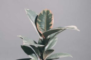 13 Causes Of Rubber Plant Leaves Drooping (With Solutions)