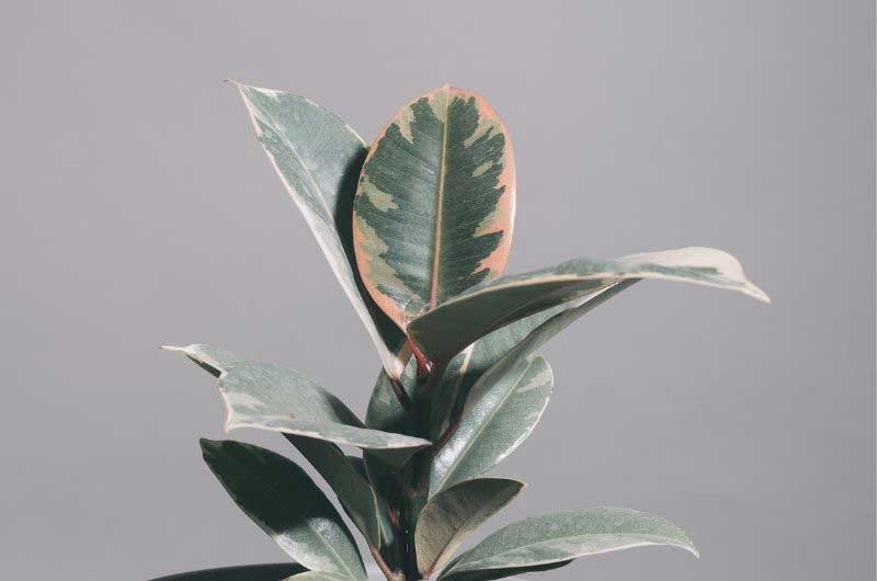 rubber-plant-leaves-drooping