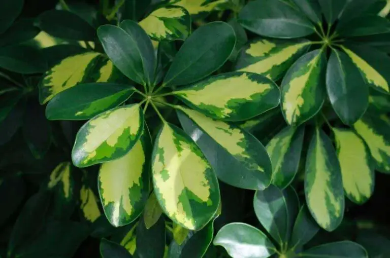 Why Is My Umbrella Plant (Schefflera) Leaves Curling? Gardener's point