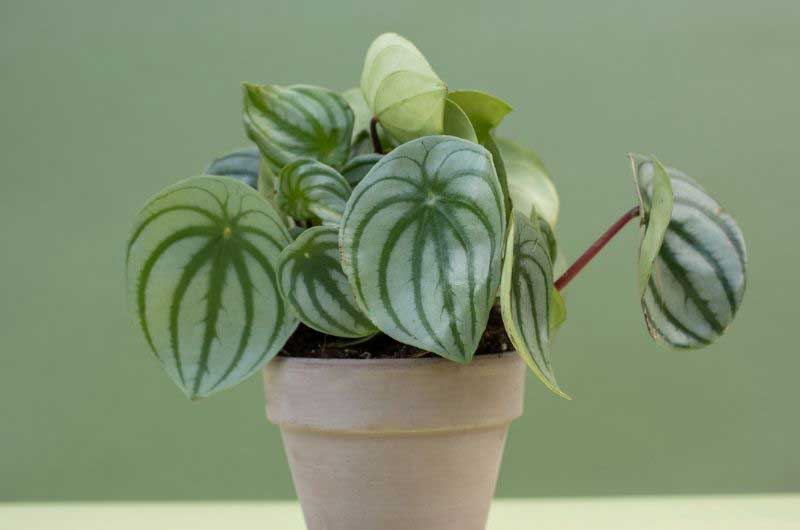 watermelon-peperomia-drooping-causes-and-solutions