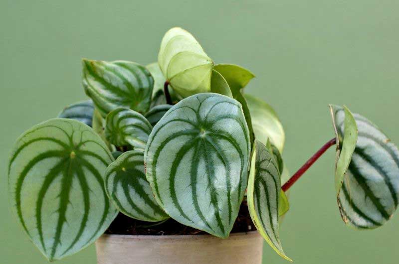 watermelon-peperomia-leaves-curling