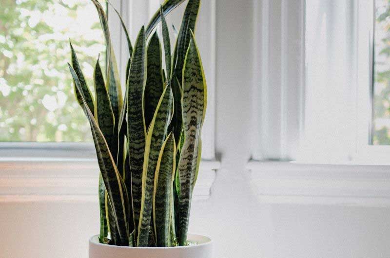 how-fast-do-snake-plant-grow