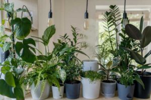 Do Plants Need Direct Sunlight Or Just Light? (Explained)