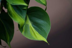 Why Are My Philodendron Leaves Small? (Causes and Solutions)