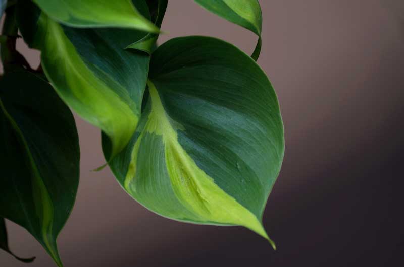why-are-my-philodendron-leaves-small