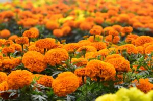 Are Marigolds perennial? (Answered)